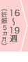 16～19週