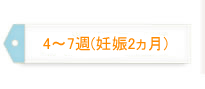 4～7週（妊娠2ヵ月）