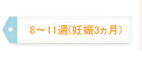 8～11週（妊娠3ヵ月）
