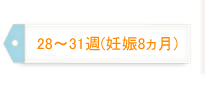 28～31週（妊娠8ヵ月）