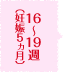 16～19週（妊娠5ヵ月）