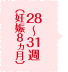 28～31週（妊娠8ヵ月）