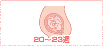 ママの様子4～7週イメージ