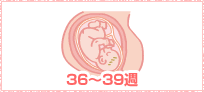 ママの様子36～39週イメージ