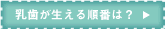 乳歯が生える順番は？